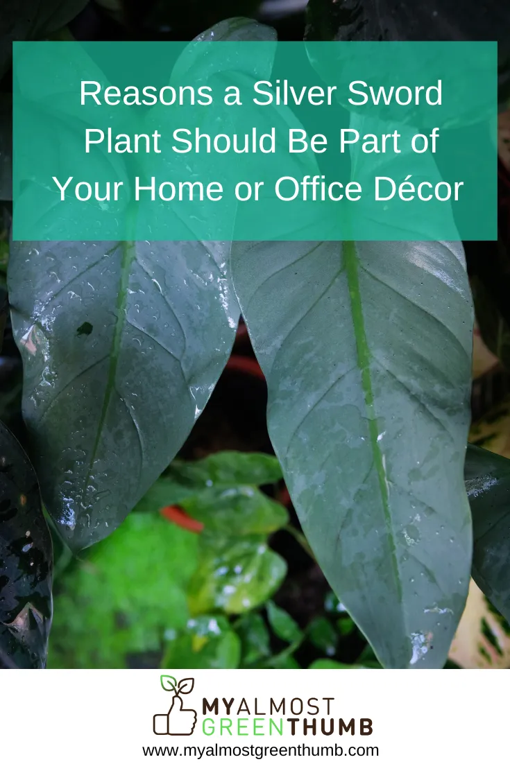 Reasons a Silver Sword Plant Should Be Part of Your Home or Office Décor 